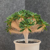 Euphorbia guillauminiana