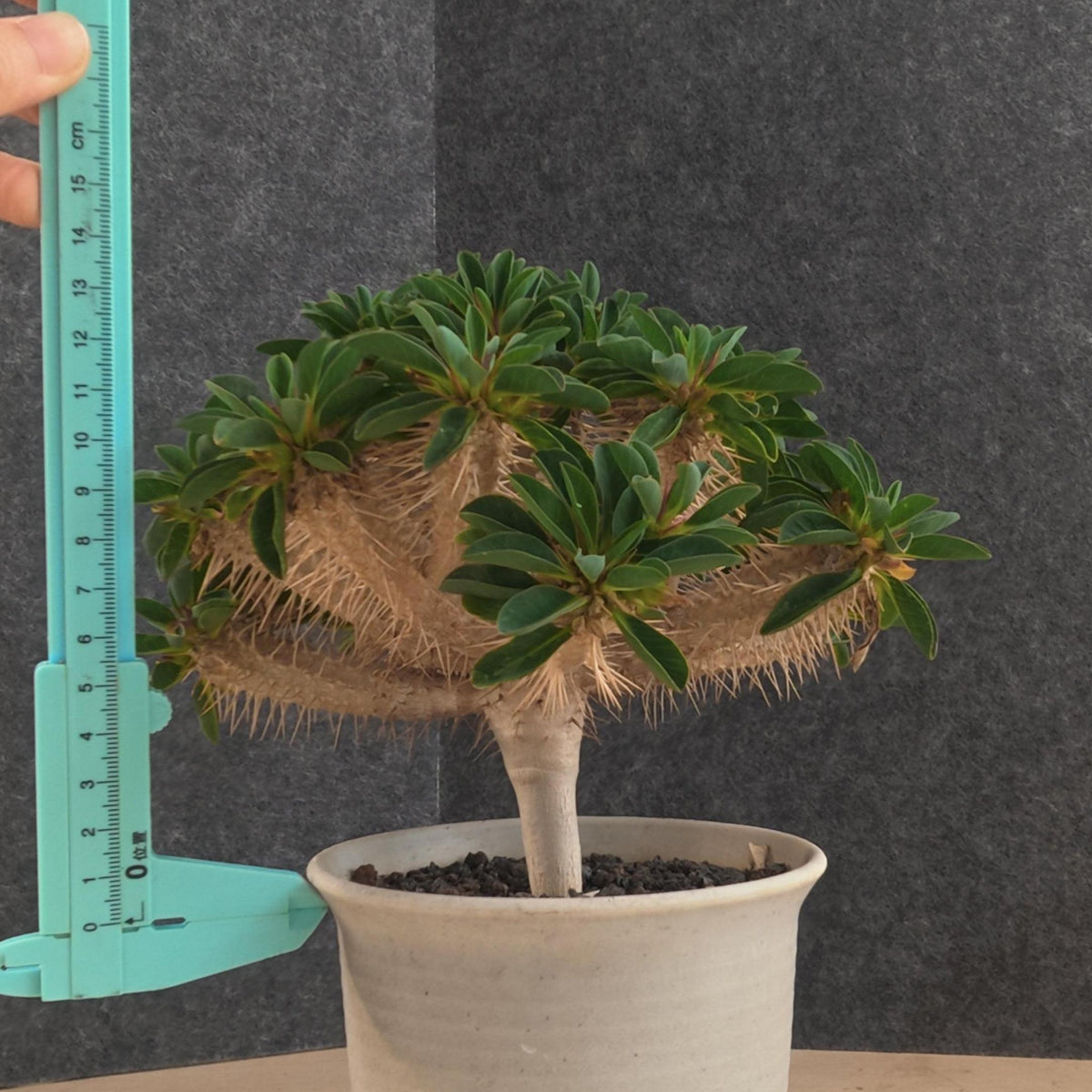 Euphorbia guillauminiana