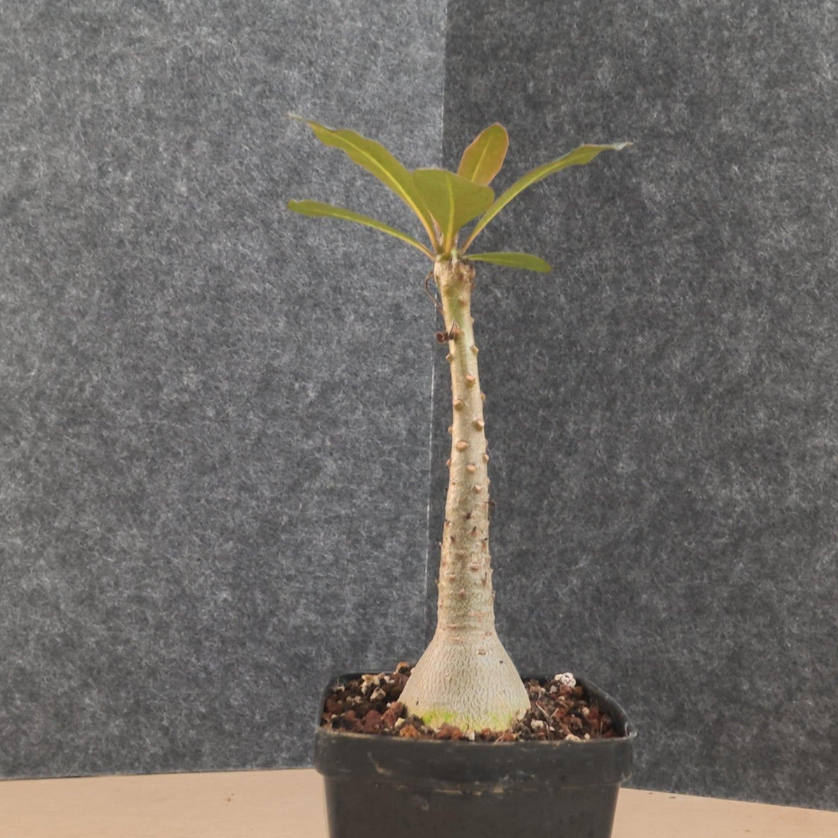 Adenium socotranum
