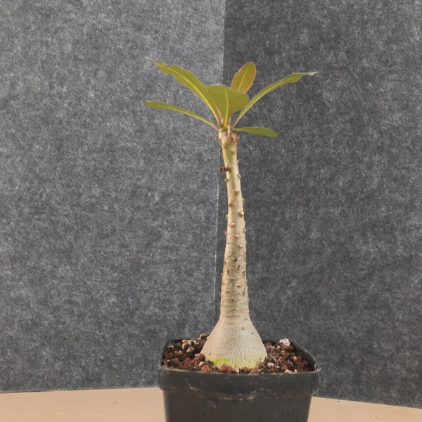 Adenium socotranum