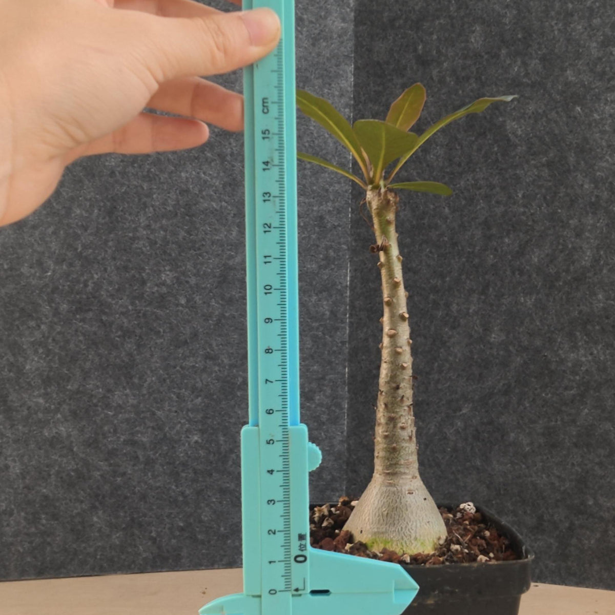 Adenium socotranum