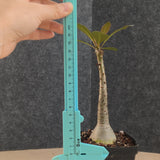 Adenium socotranum