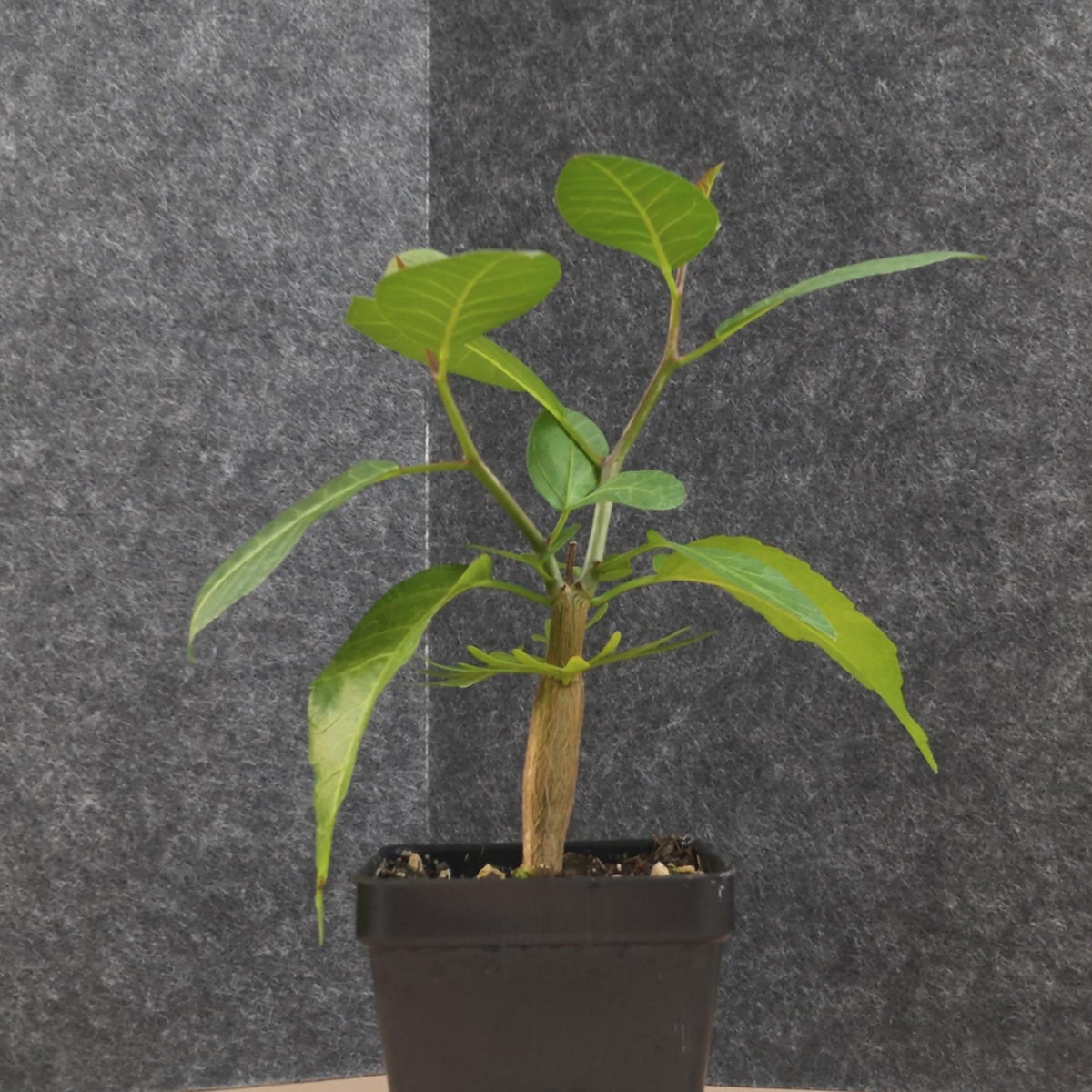 Bursera schlechtendalii