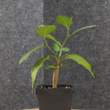Bursera schlechtendalii
