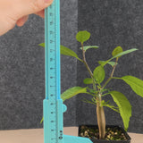 Bursera schlechtendalii
