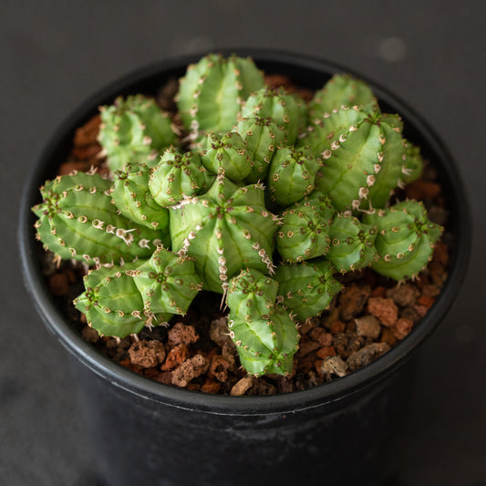 Euphorbia frankii