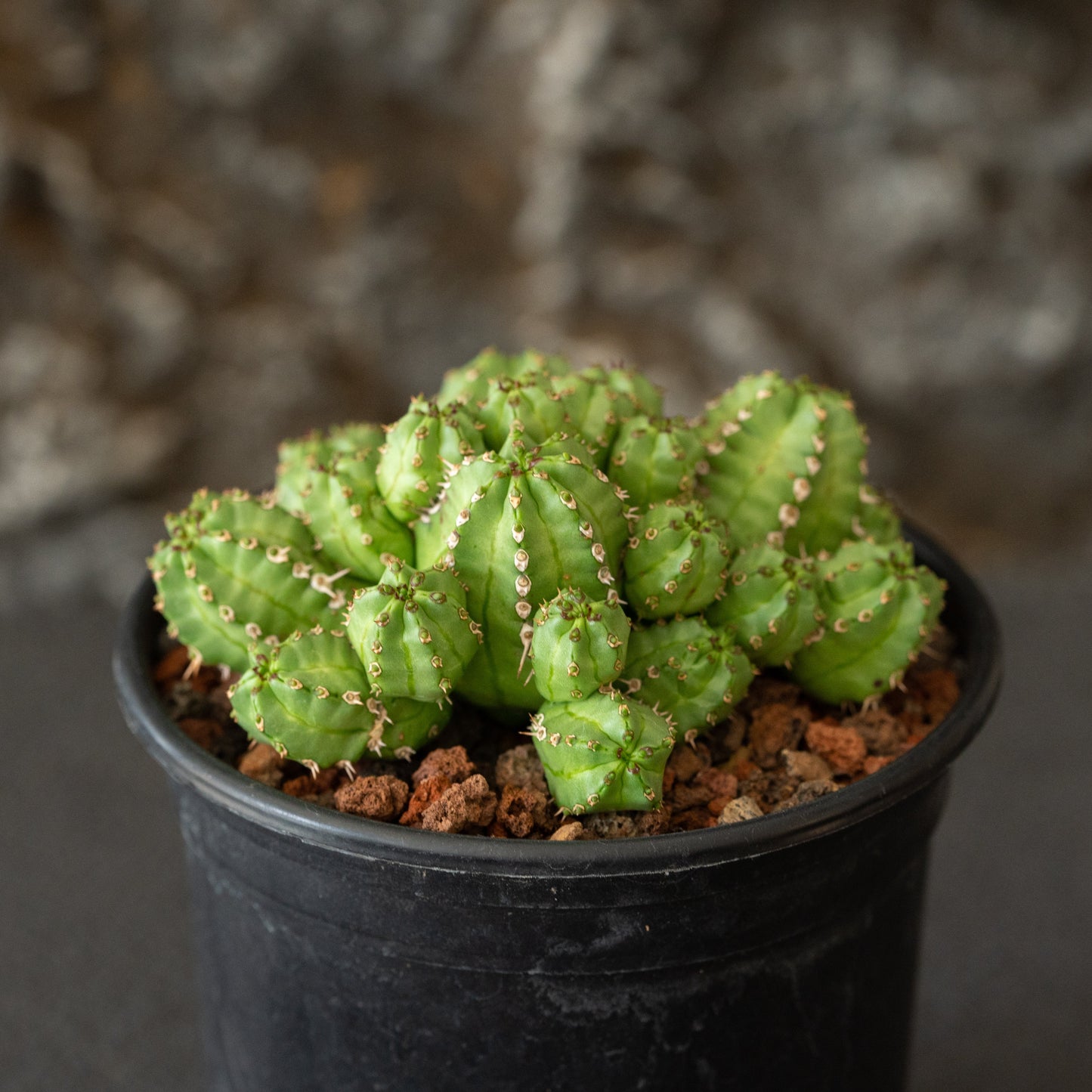 Euphorbia frankii