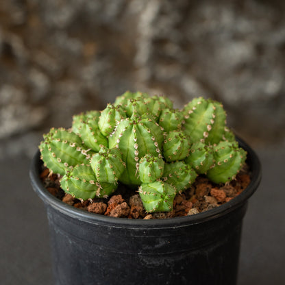 Euphorbia frankii