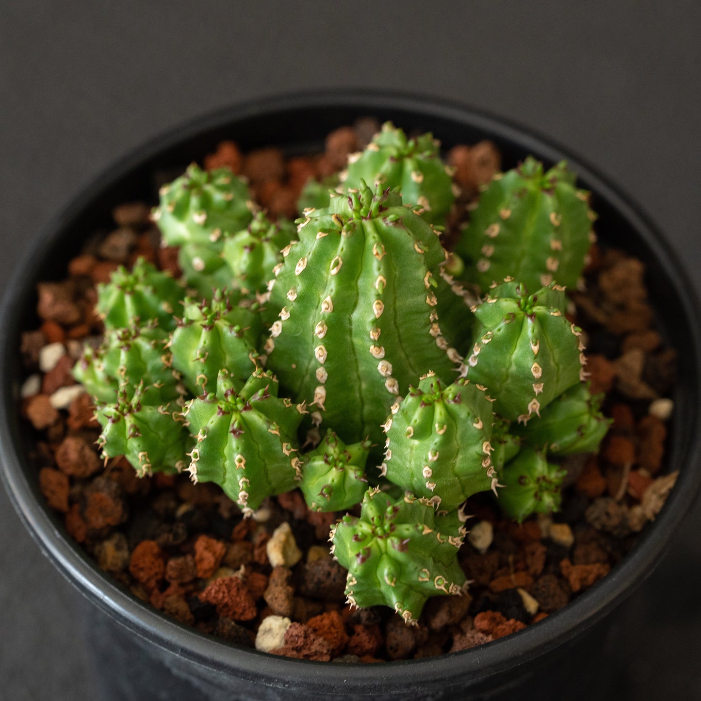 Euphorbia frankii