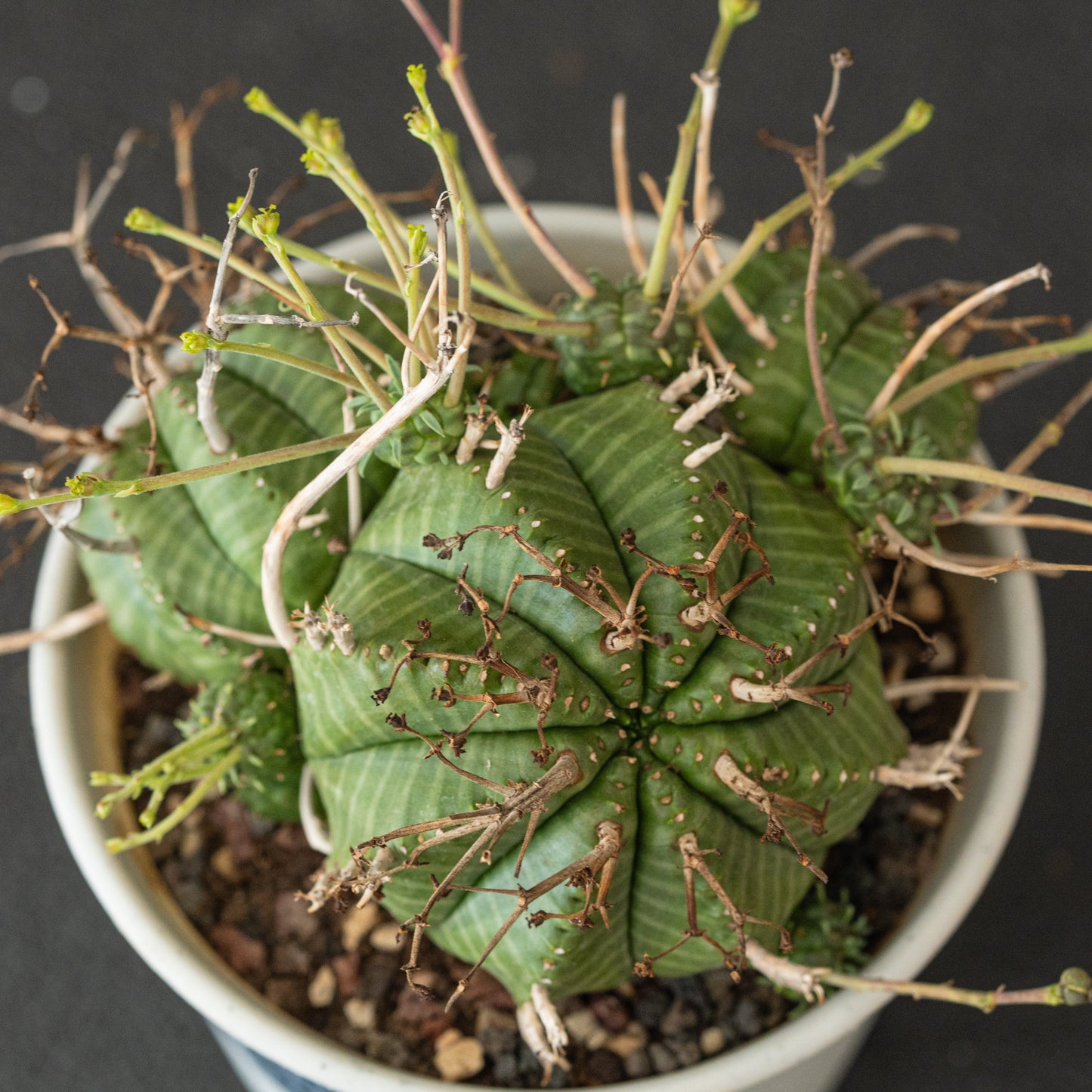 Euphorbia valida