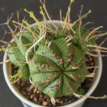 Euphorbia valida