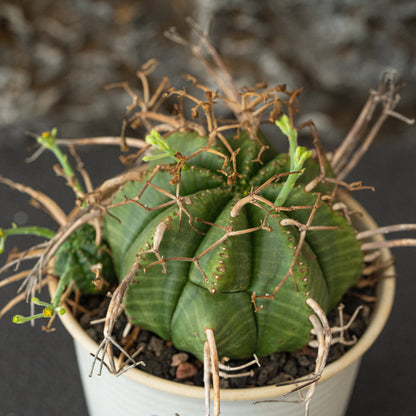 Euphorbia valida