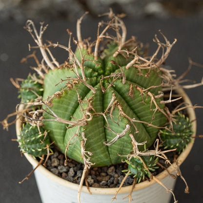 Euphorbia valida