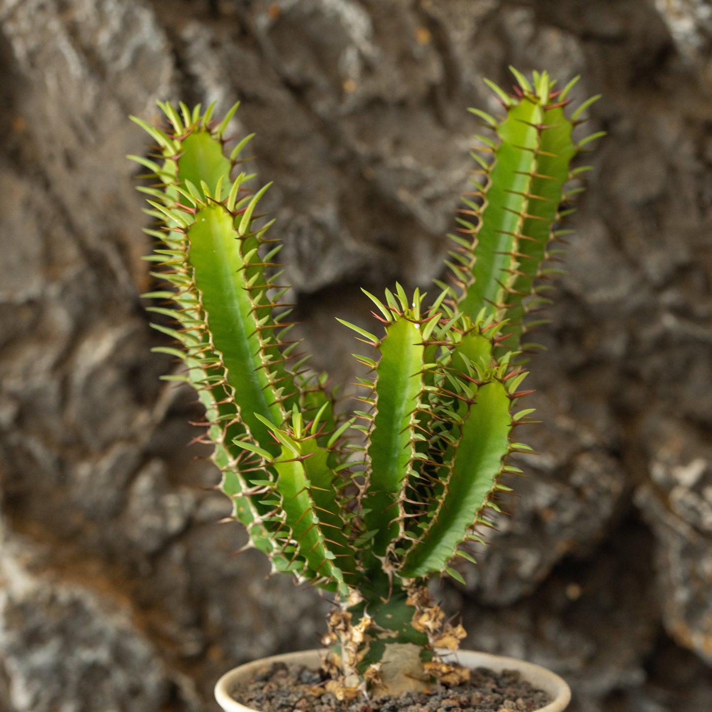 Euphorbia mlanjeana