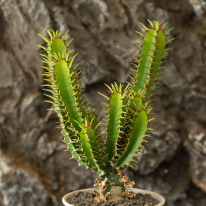 Euphorbia mlanjeana