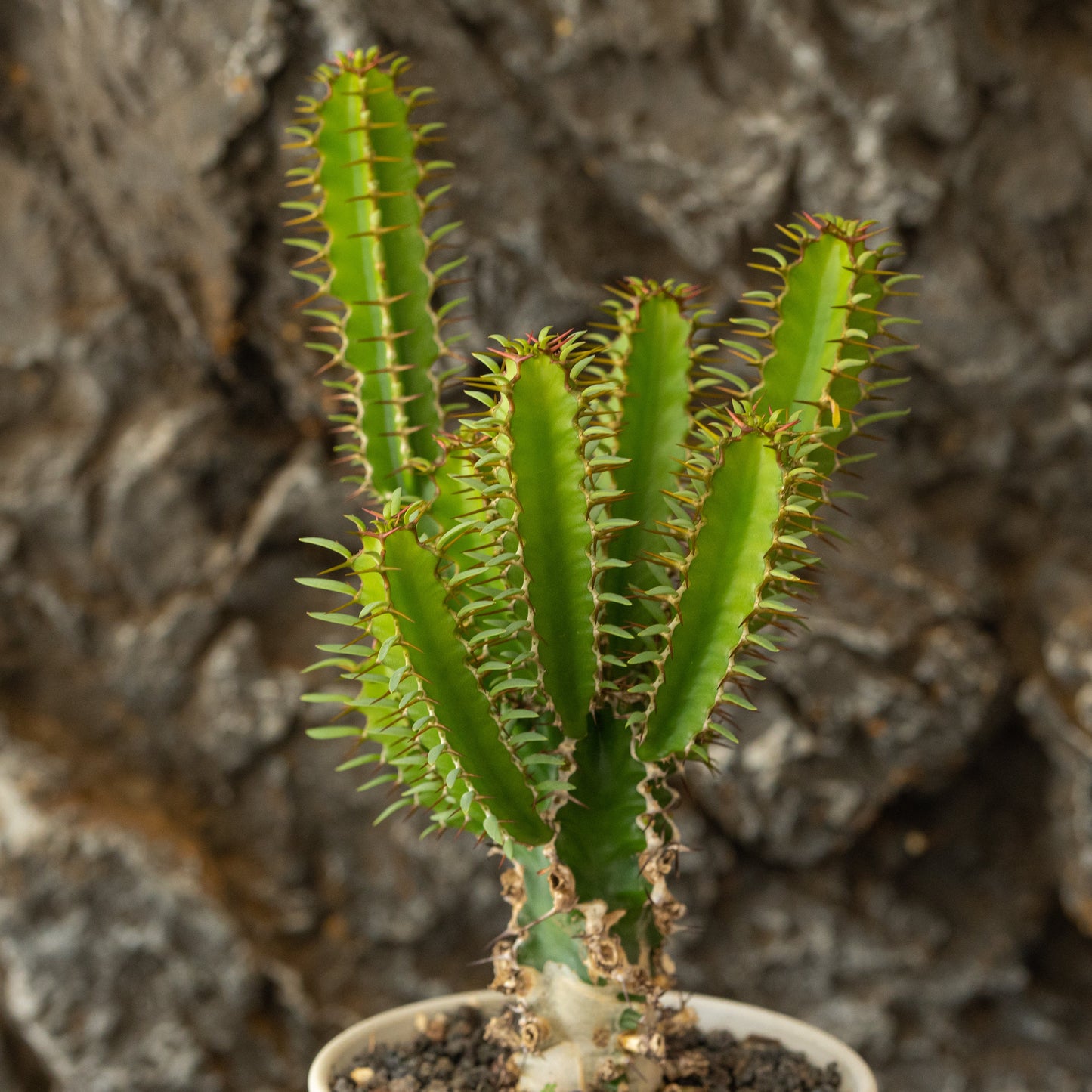 Euphorbia mlanjeana