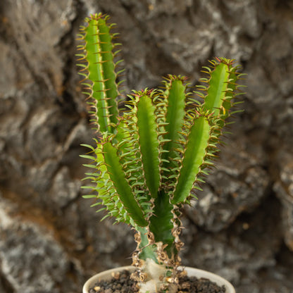 Euphorbia mlanjeana