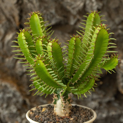 Euphorbia mlanjeana