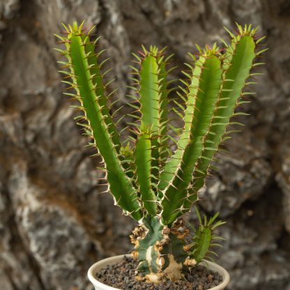 Euphorbia mlanjeana