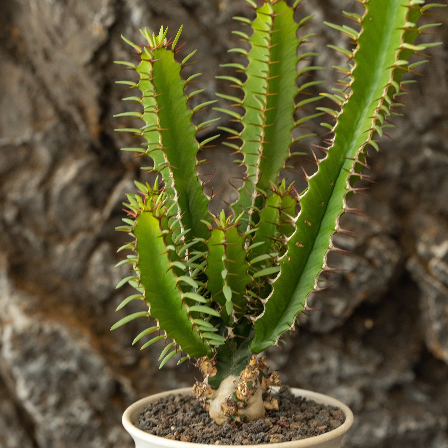 Euphorbia mlanjeana