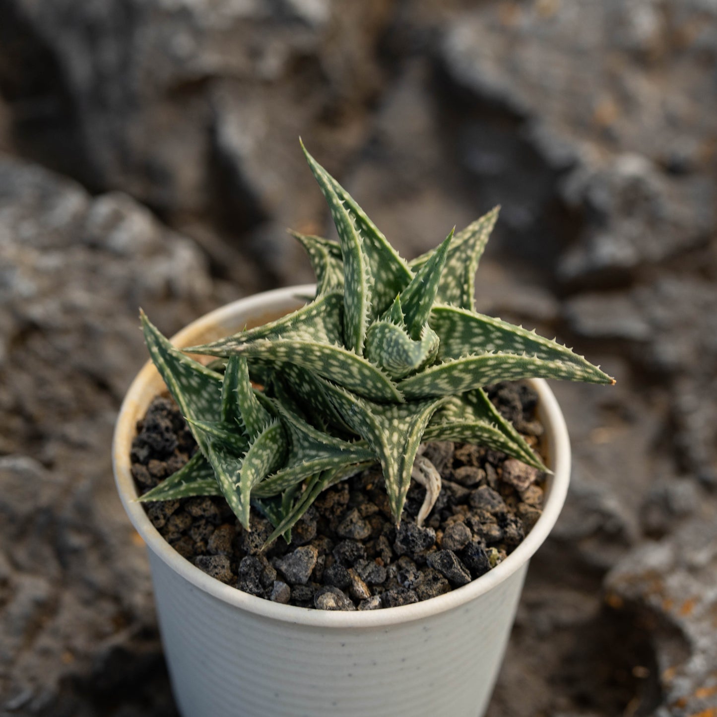 Aloe descoingsii 10Pcs