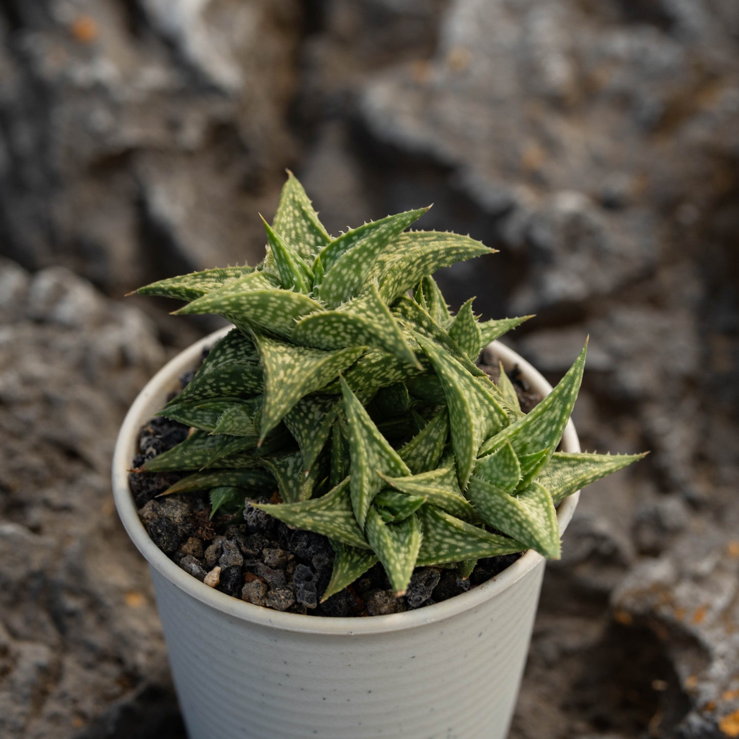 Aloe descoingsii 10Pcs