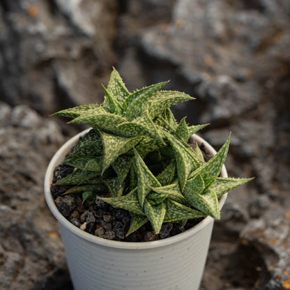 Aloe descoingsii 10Pcs