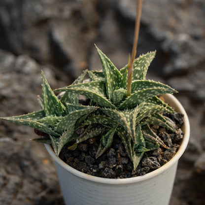 Aloe descoingsii 10Pcs