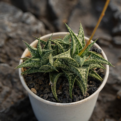 Aloe descoingsii 10Pcs