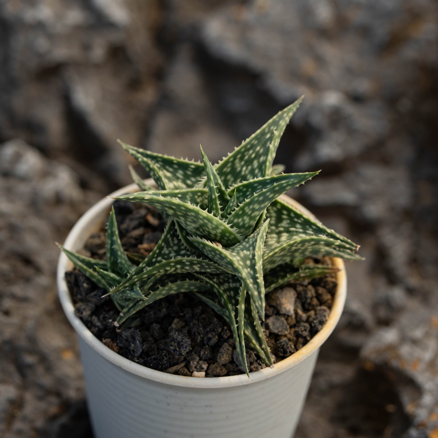 Aloe descoingsii 10Pcs