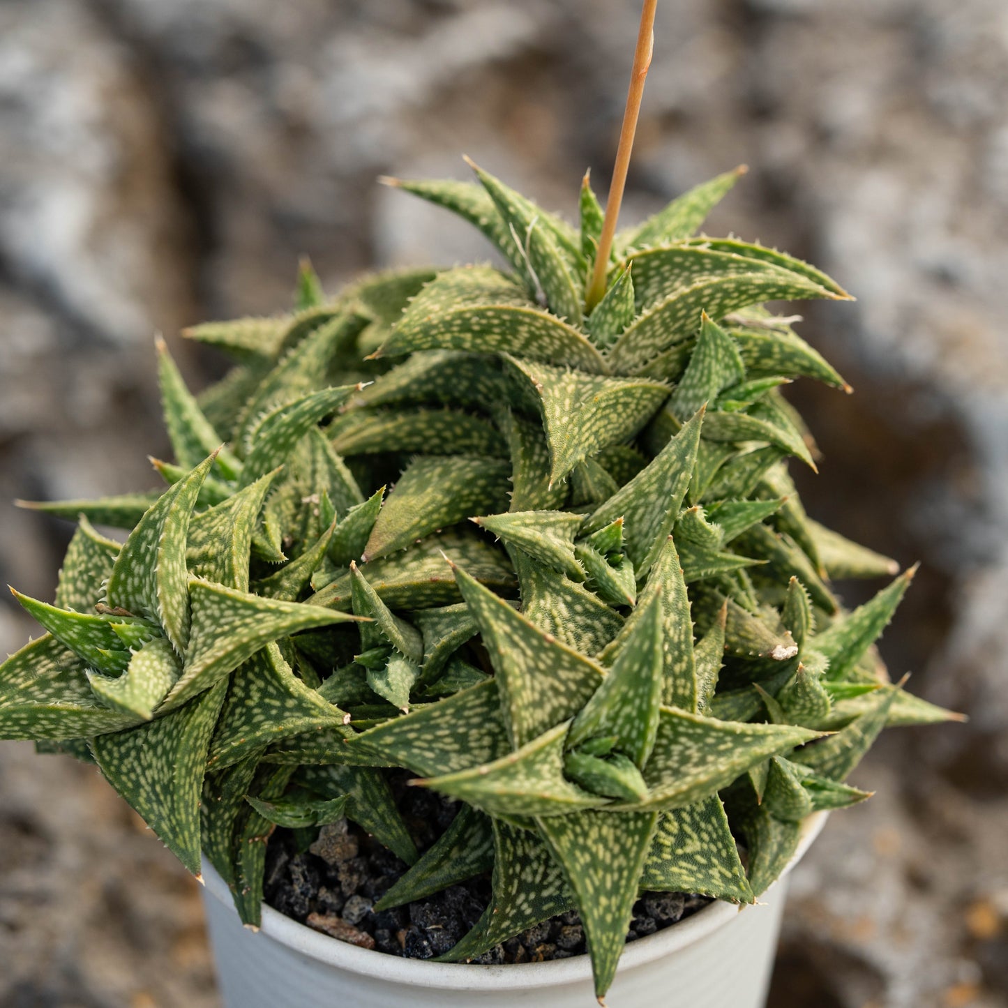 Aloe descoingsii