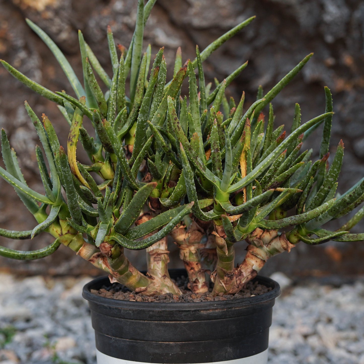 Aloe ramosissima