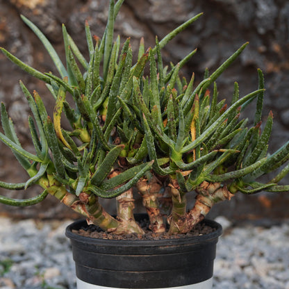 Aloe ramosissima