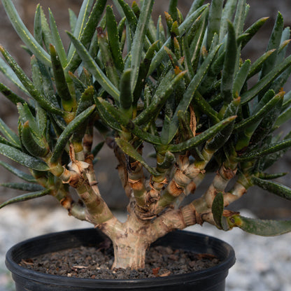 Aloe ramosissima
