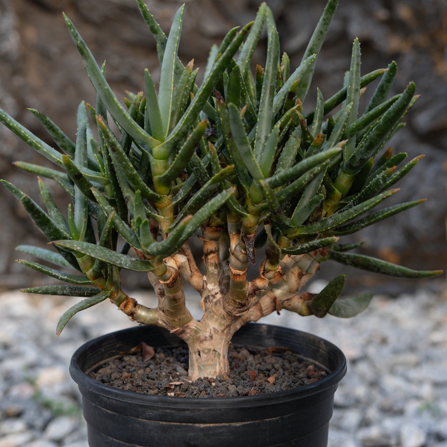 Aloe ramosissima
