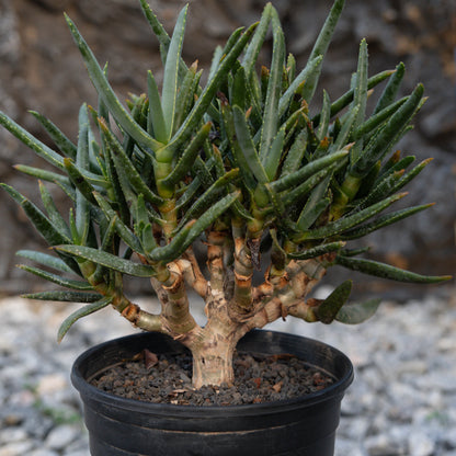 Aloe ramosissima