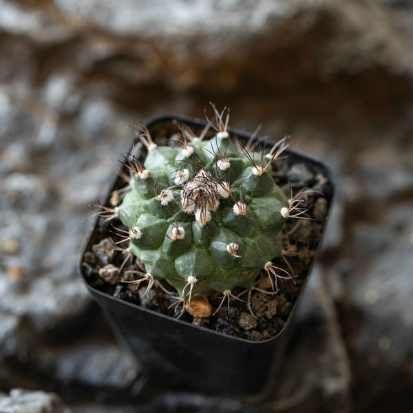 Turbinicarpus swobodae - BotanicalCollector
