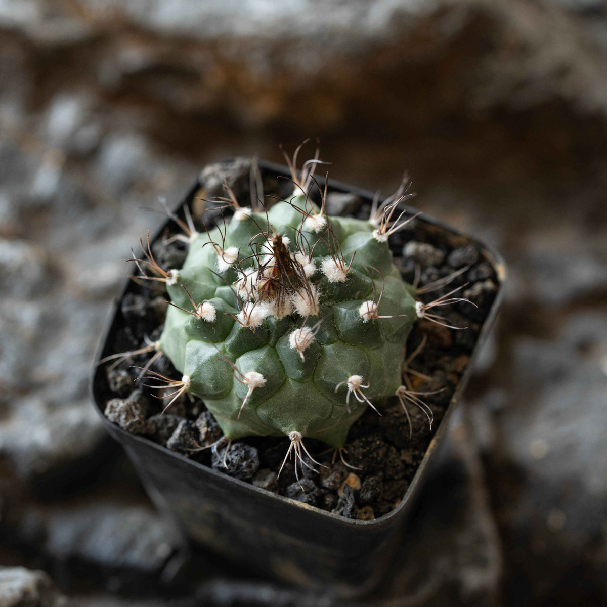 Turbinicarpus swobodae-Turbinicarpus-image-2