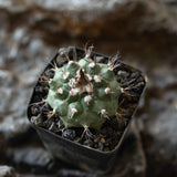 Turbinicarpus swobodae-Turbinicarpus-image-2