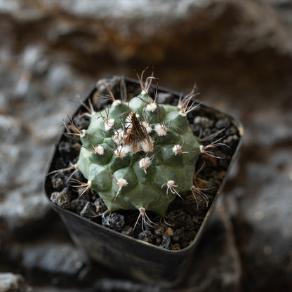 Turbinicarpus swobodae 10Pcs