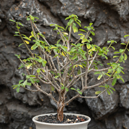 Euphorbia aff polyantha