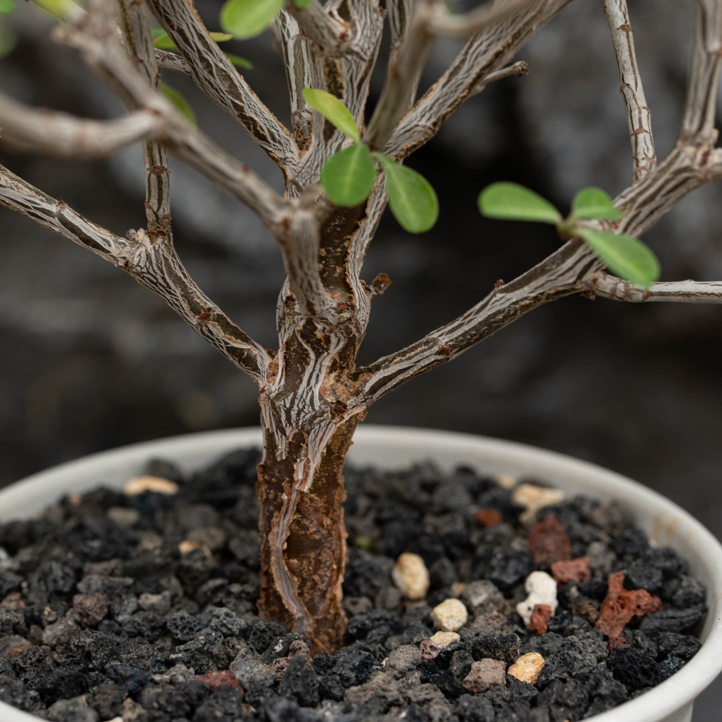 Euphorbia aff polyantha