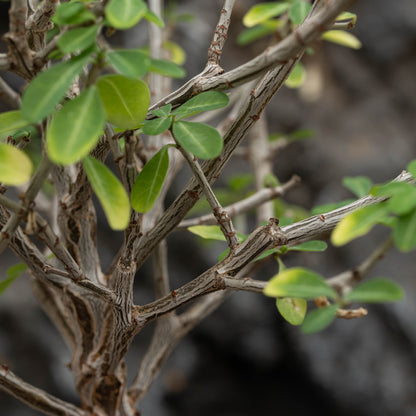 Euphorbia aff polyantha