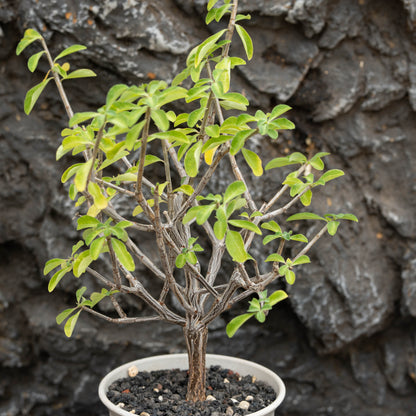 Euphorbia aff polyantha