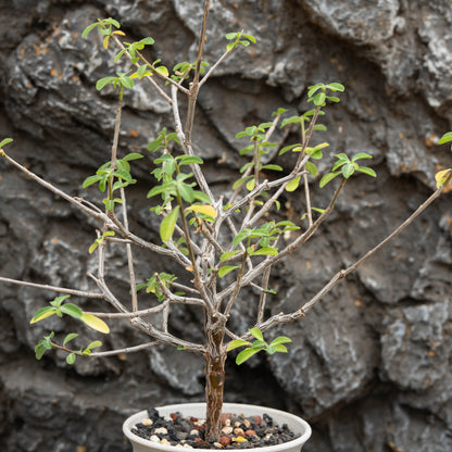Euphorbia aff polyantha