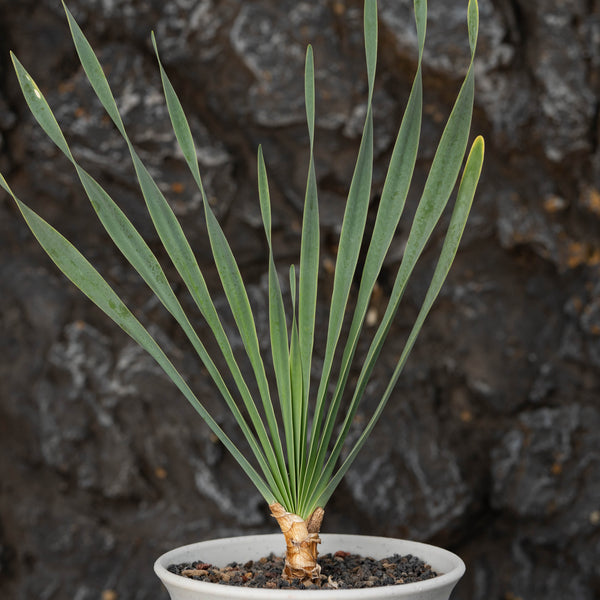 Boophone disticha - BotanicalCollector