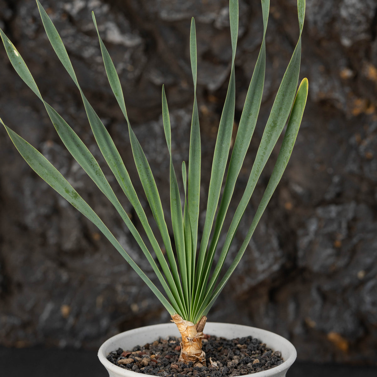 Boophone disticha - BotanicalCollector