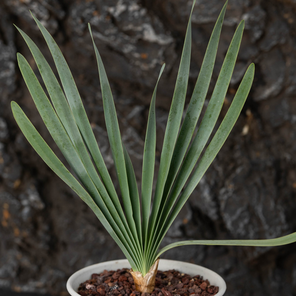 Boophone disticha - BotanicalCollector