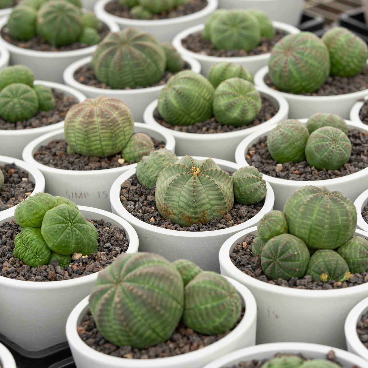 Euphorbia obesa 3Pcs
