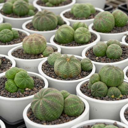 Euphorbia obesa 3Pcs